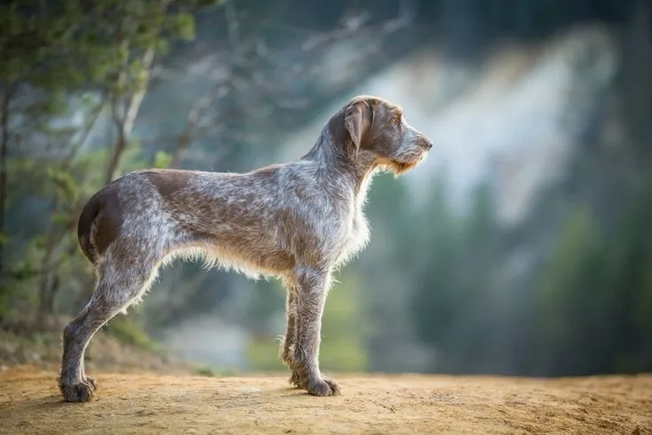 Spinone Italiano photo 2