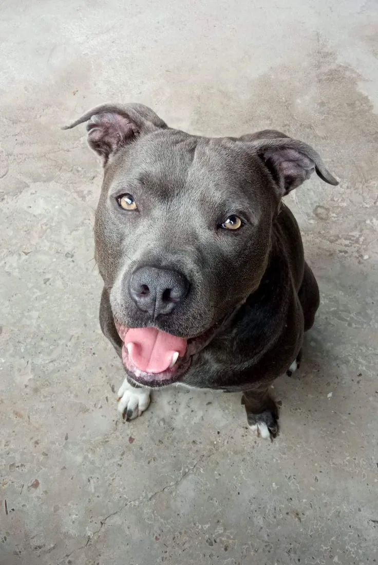 Staffordshire Bull Terrier photo 2