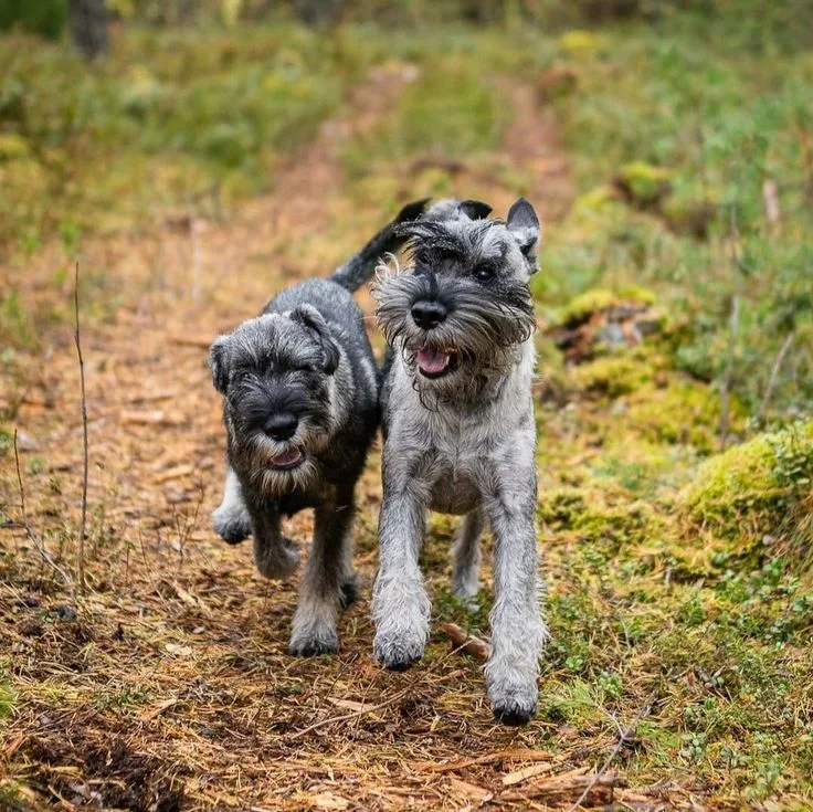 Standard Schnauzer photo 2