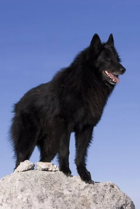 Swedish Lapphund