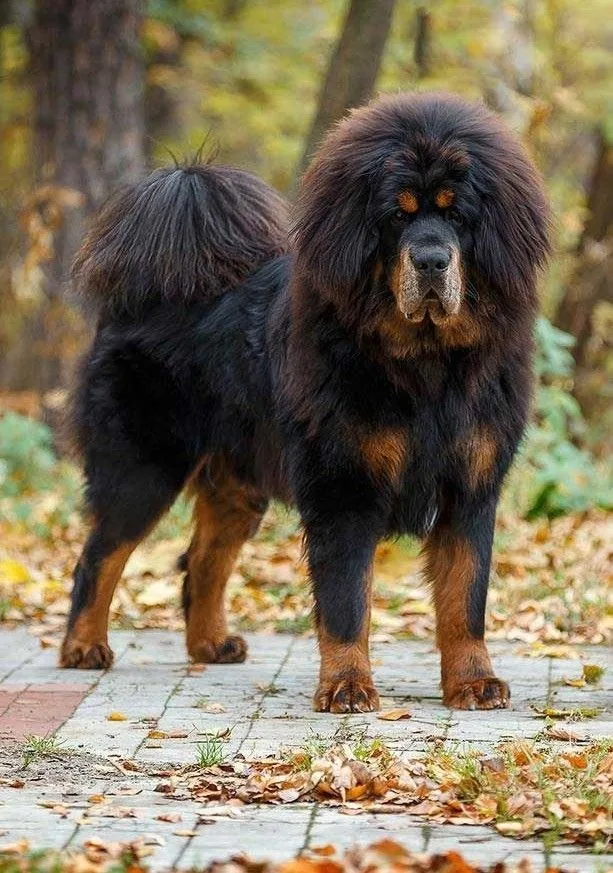 Tibetan Mastiff photo 2