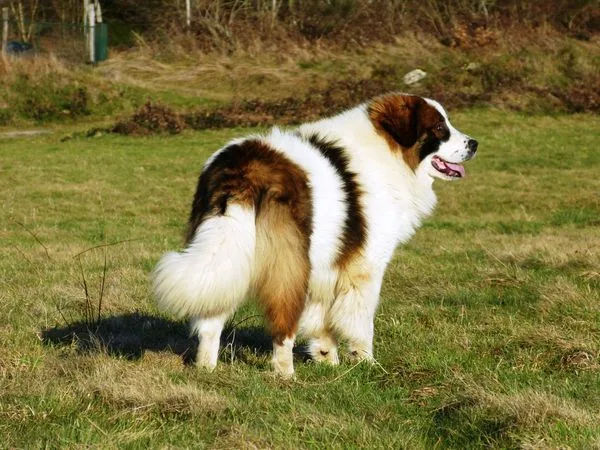 Tornjak
