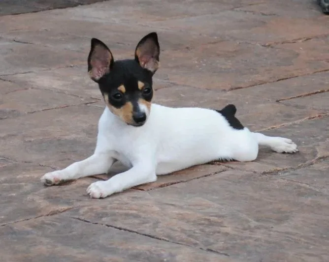 Toy Fox Terrier photo 2