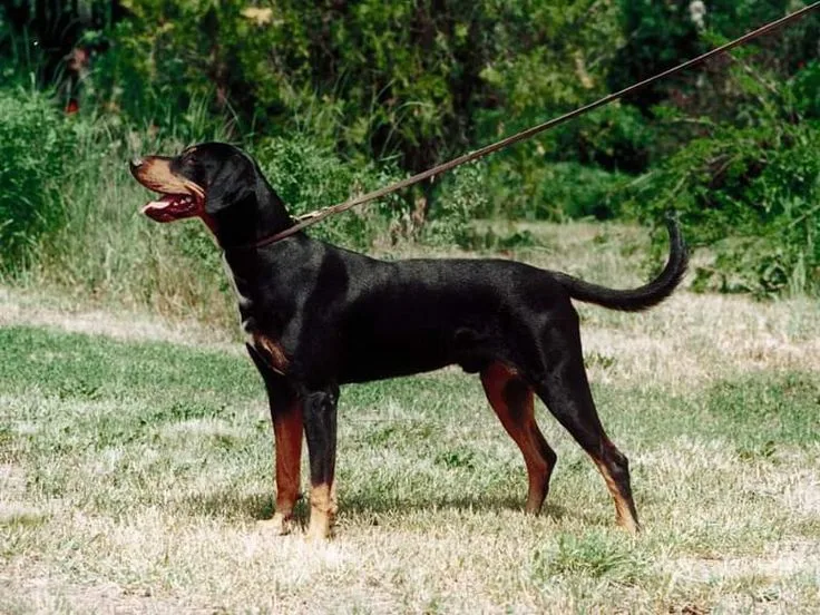 Transylvanian Hound