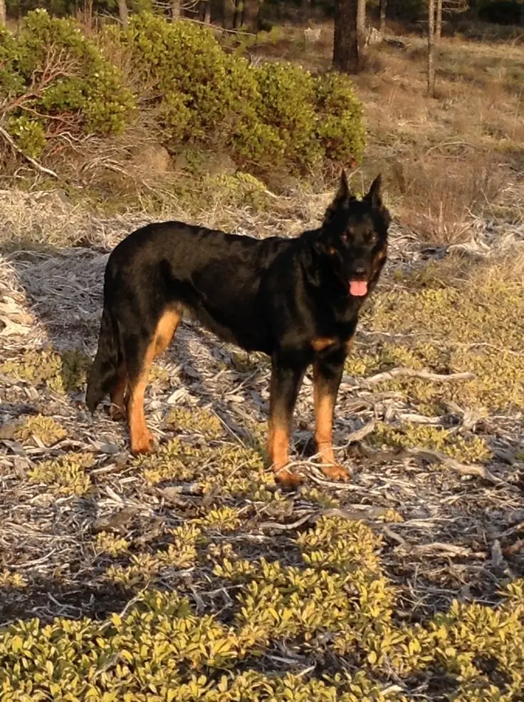Transylvanian Hound photo 2