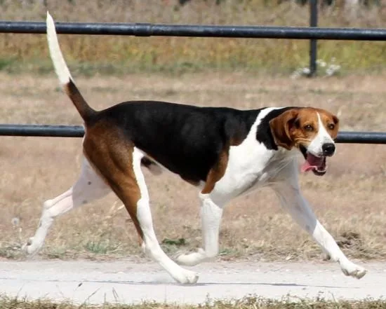 Treeing Walker Coonhound photo 2