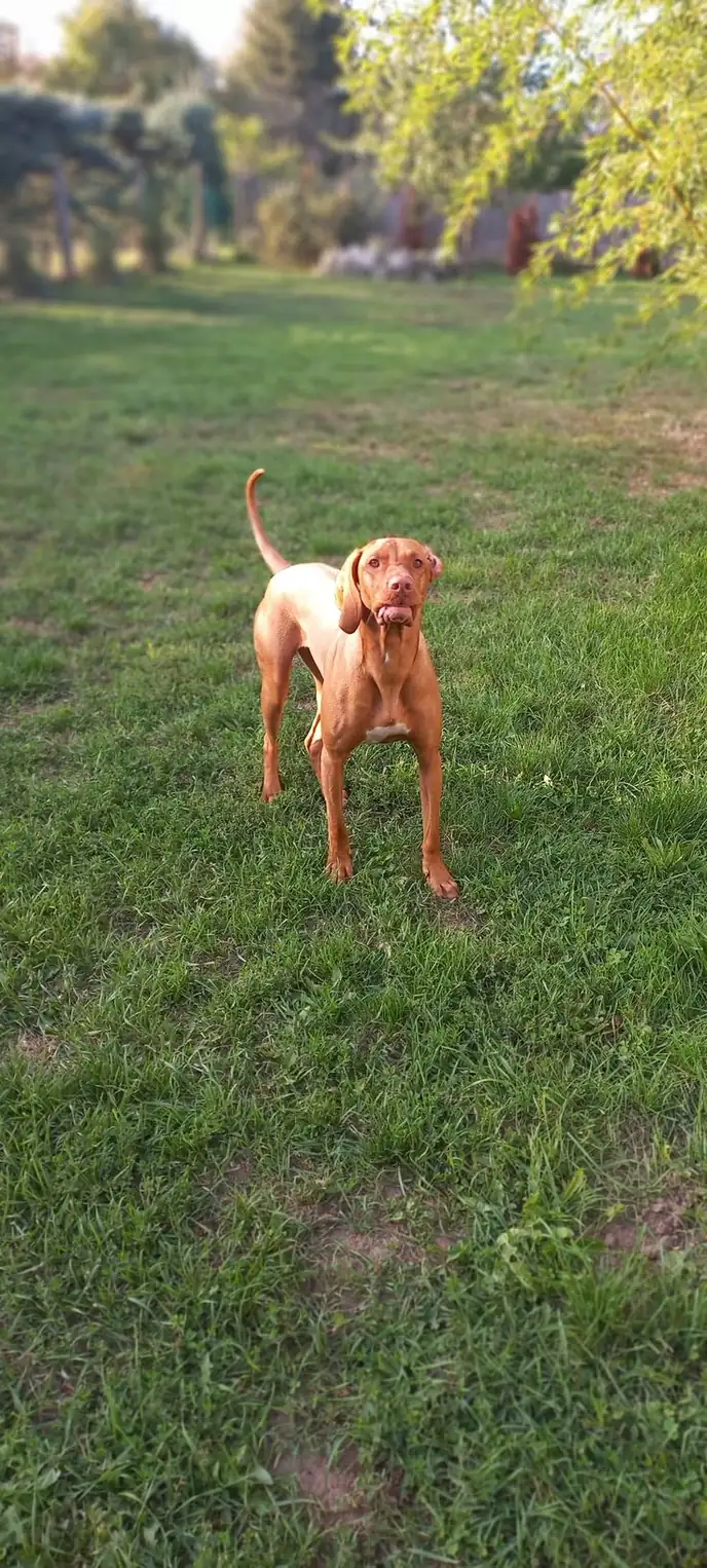 Vizsla