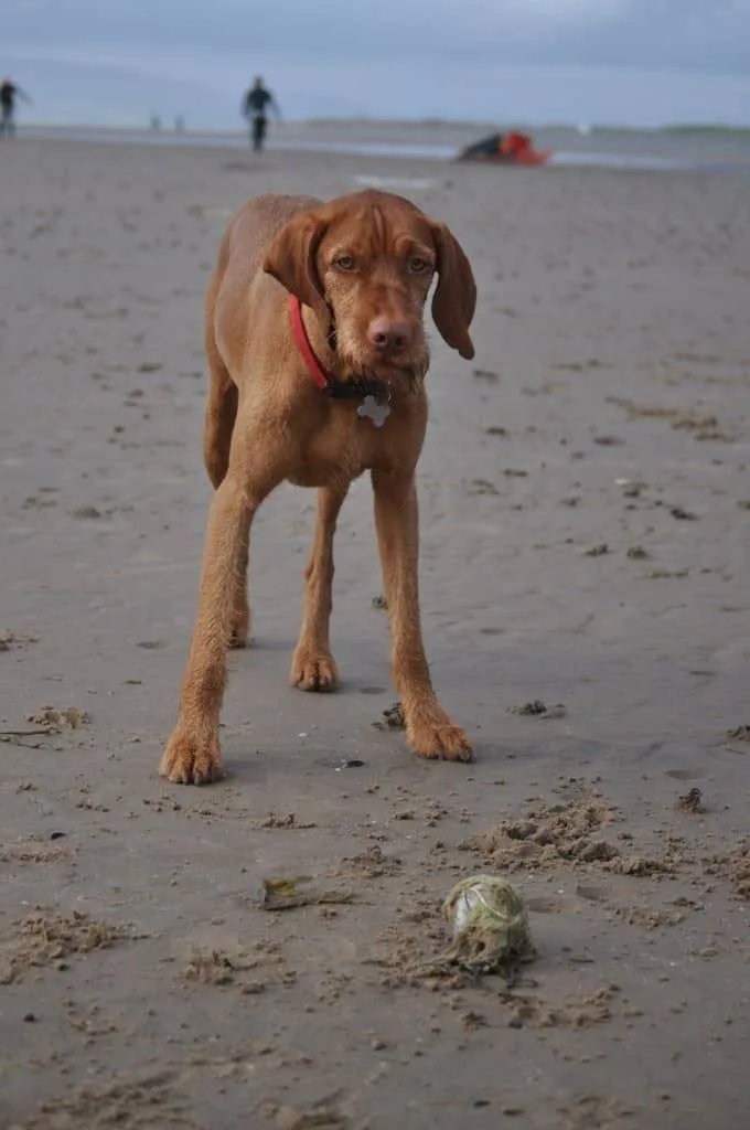 Vizsla photo 2