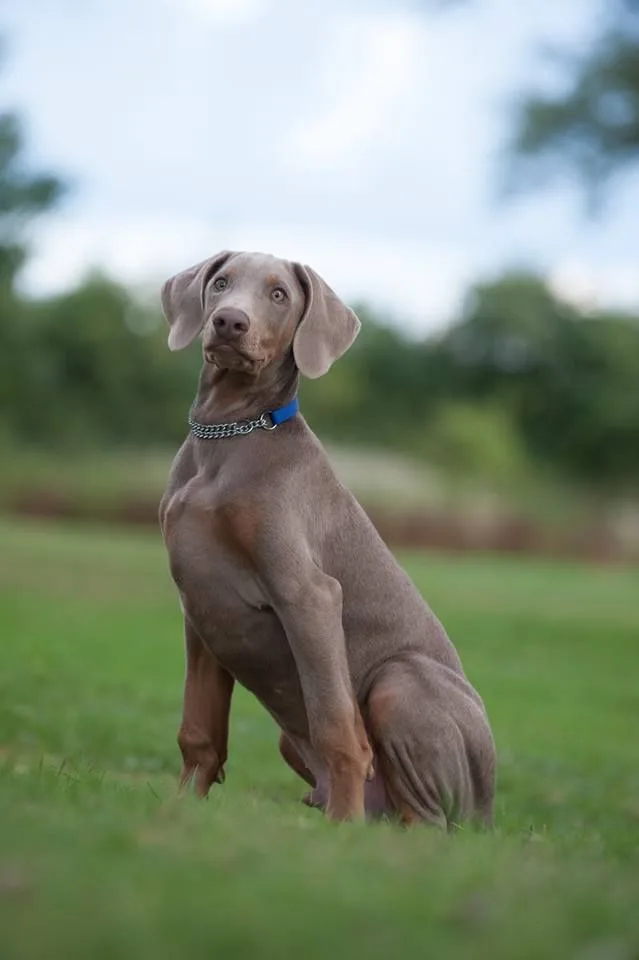 Weimaraner