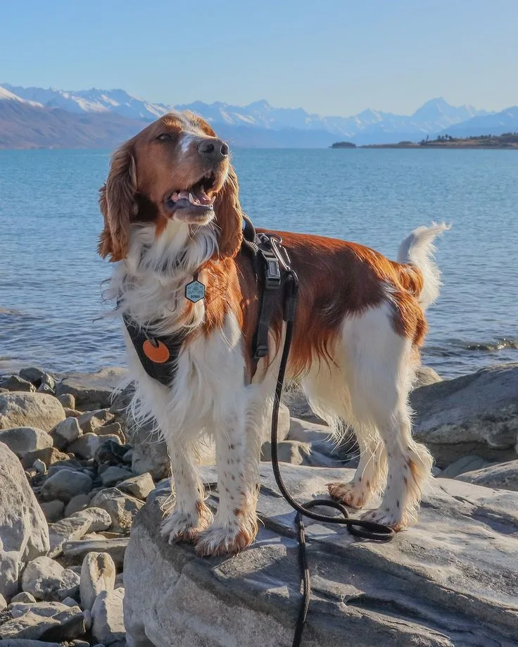 Welsh Springer Spaniel photo 2