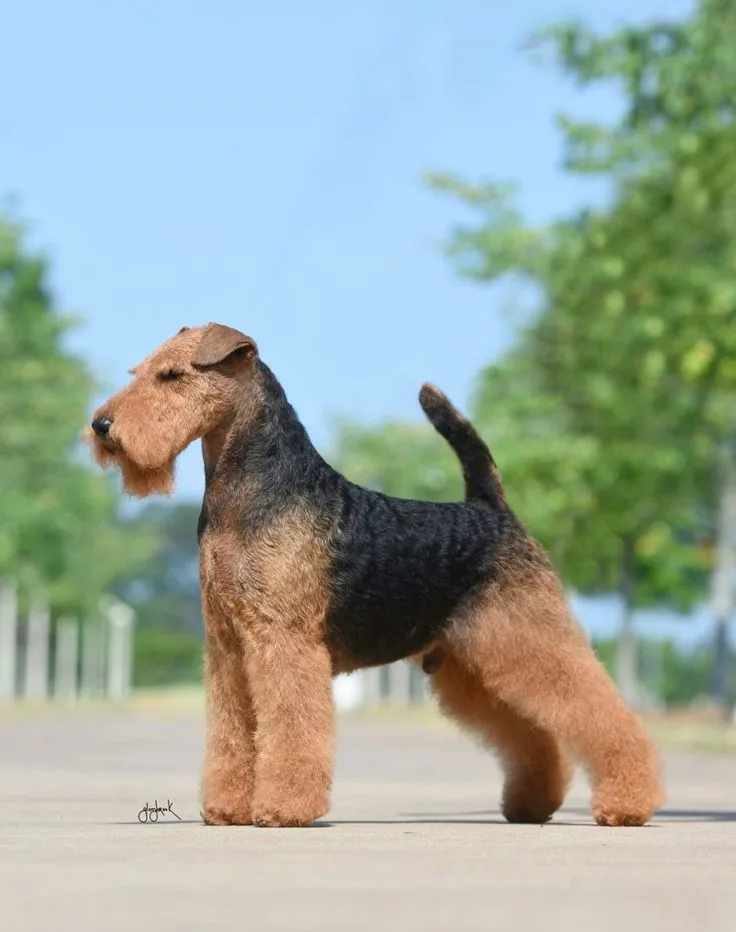 Welsh Terrier photo 2