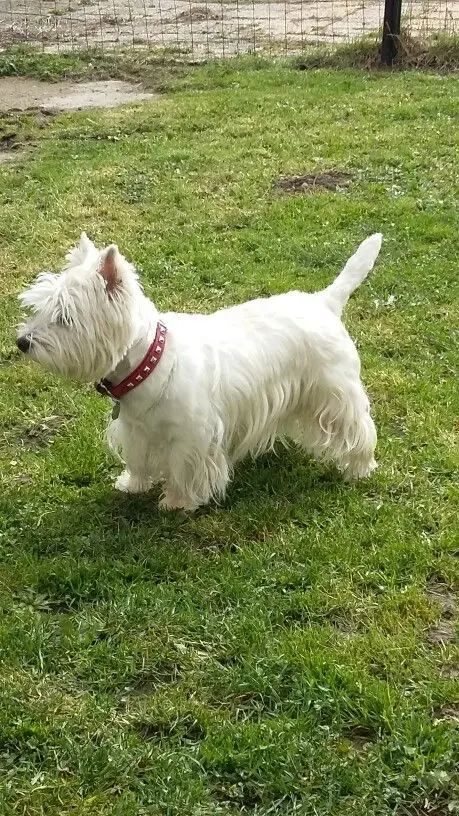 West Highland White Terrier
