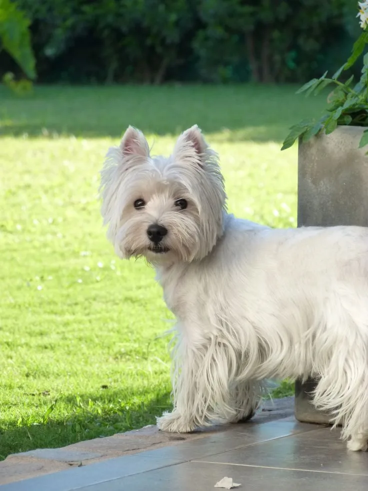West Highland White Terrier photo 2