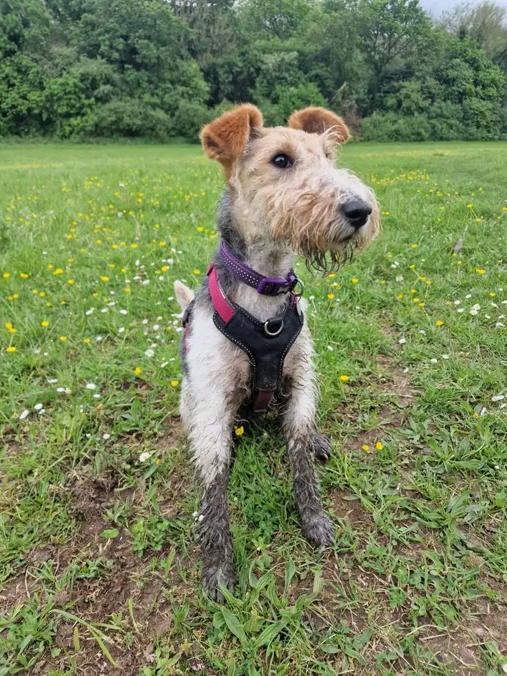 Wire Fox Terrier