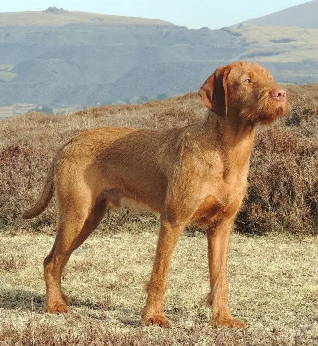 Wirehaired Vizsla