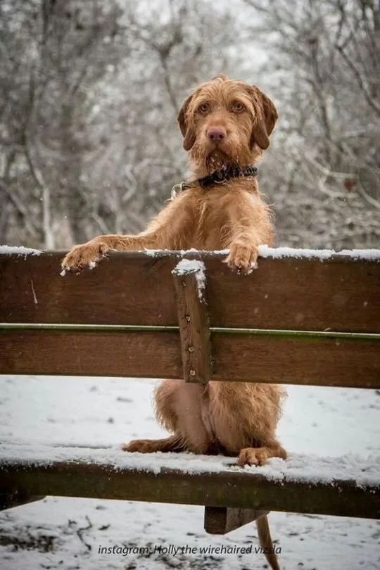 Wirehaired Vizsla photo 2
