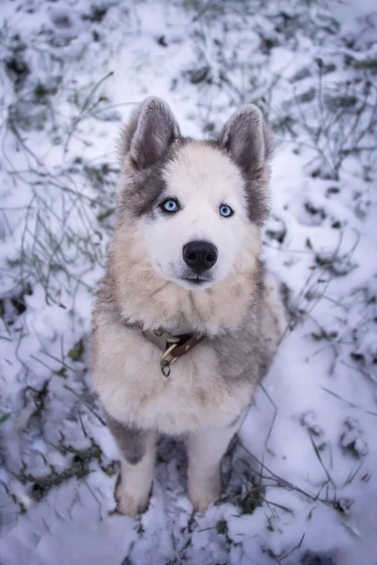 Yakutian Laika