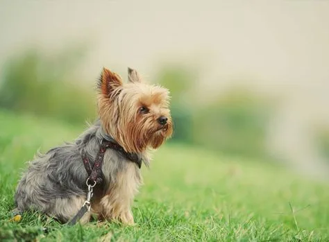 Yorkshire Terrier photo 2