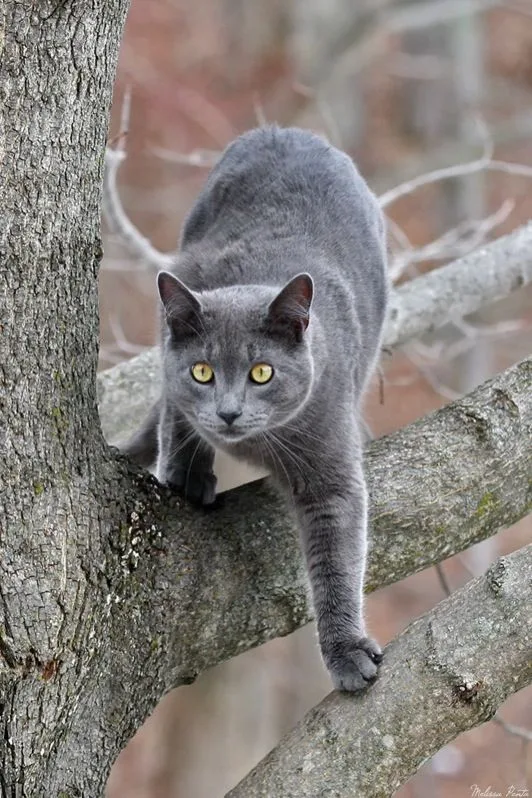 Chartreux photo 2