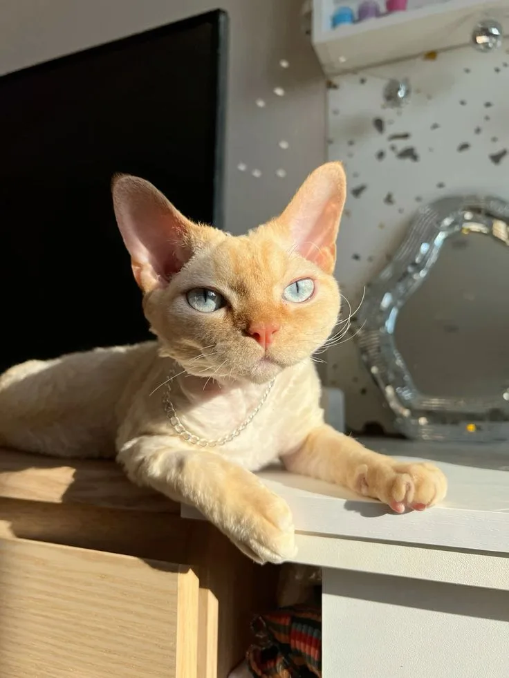 Devon Rex photo 2