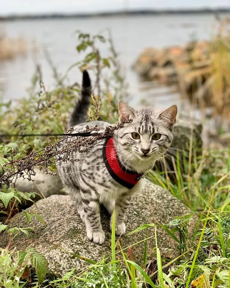 Egyptian Mau