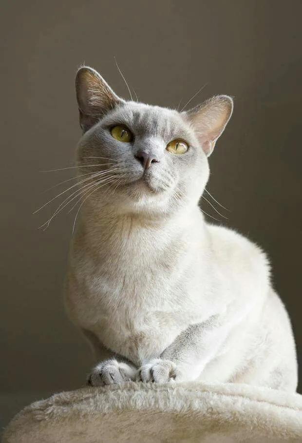 European Burmese photo 2