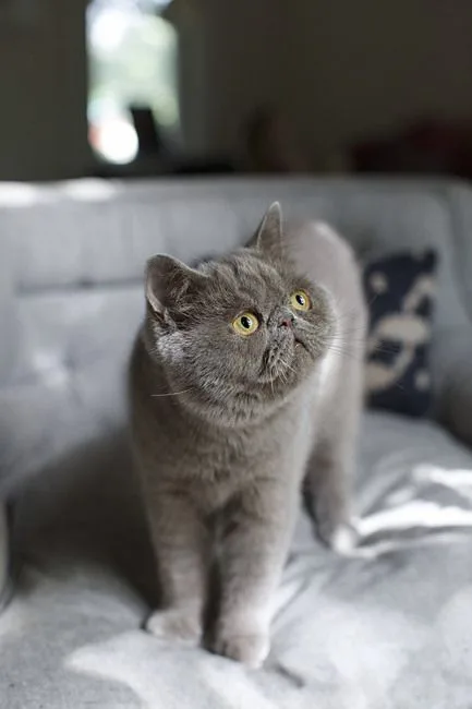 Exotic Shorthair photo 2