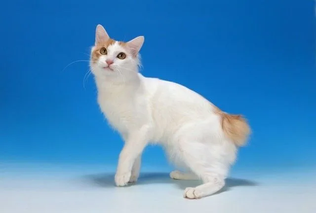 Japanese Bobtail