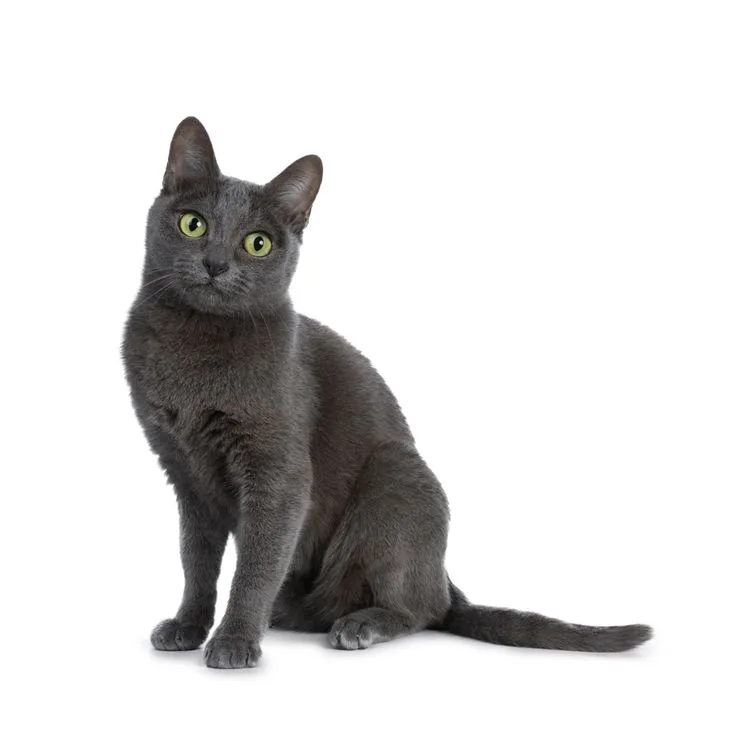 Korat photo 2