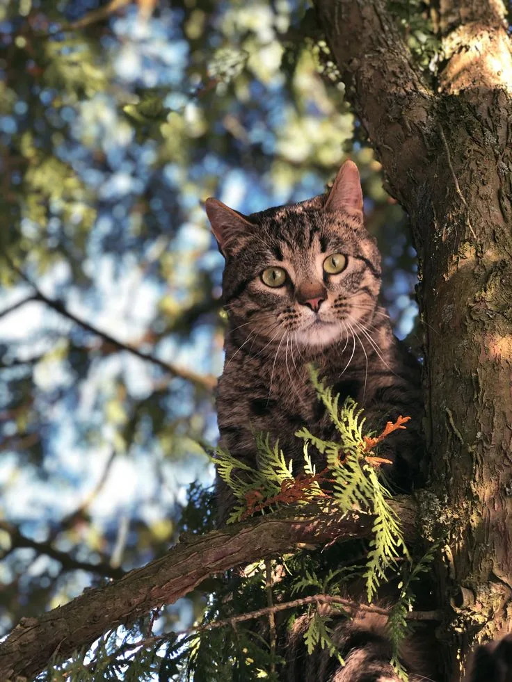Ocicat