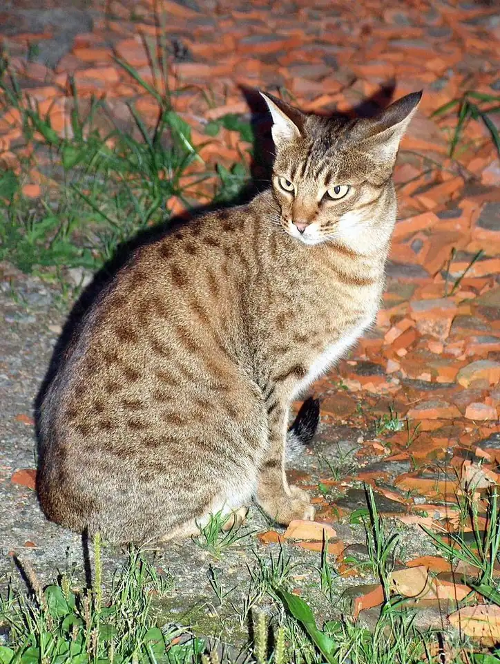 Ocicat photo 2