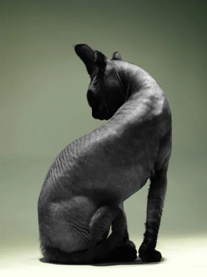 Peterbald