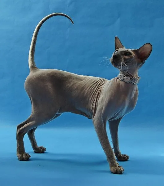Peterbald photo 2