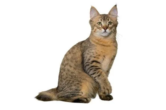 Pixiebob