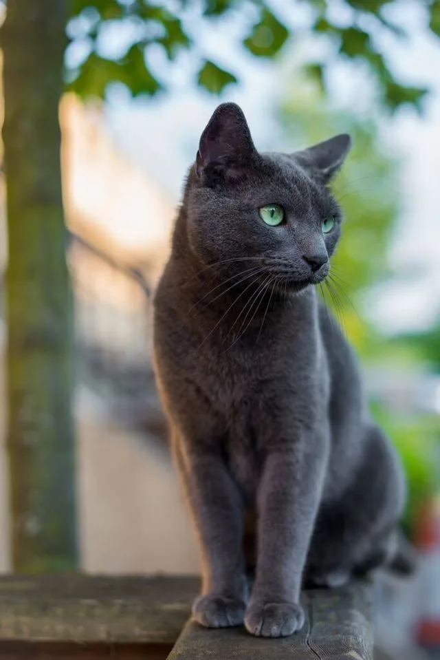 Russian Blue Cat photo 2