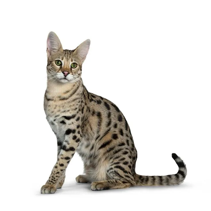 Savannah Cat photo 2
