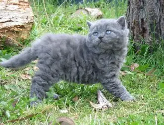 Selkirk Rex Cat photo 2