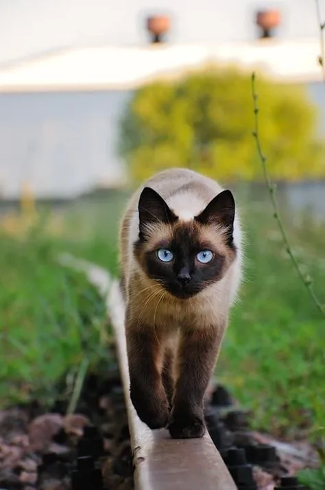 Siamese Cat