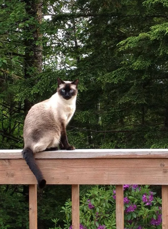 Siamese Cat photo 2