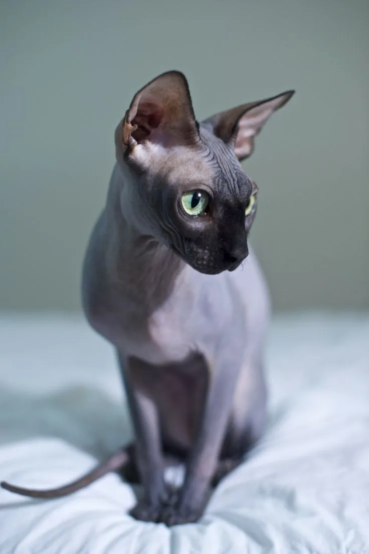 Sphynx Cat photo 2