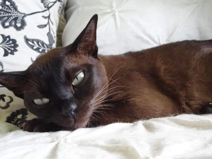 Tonkinese Cat