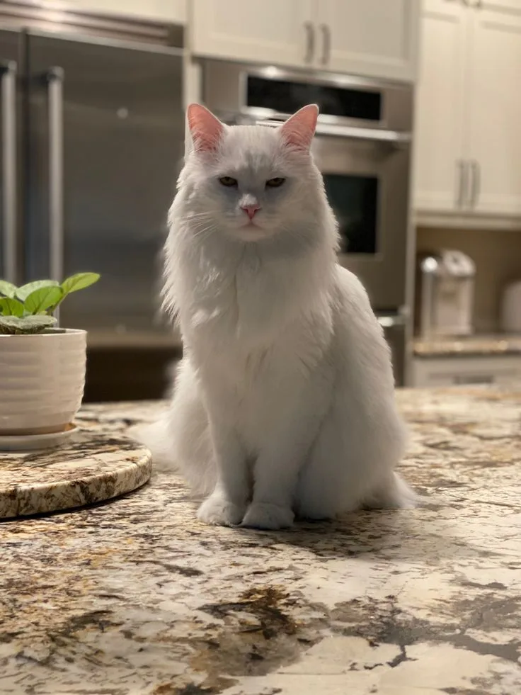 Turkish Angora photo 2