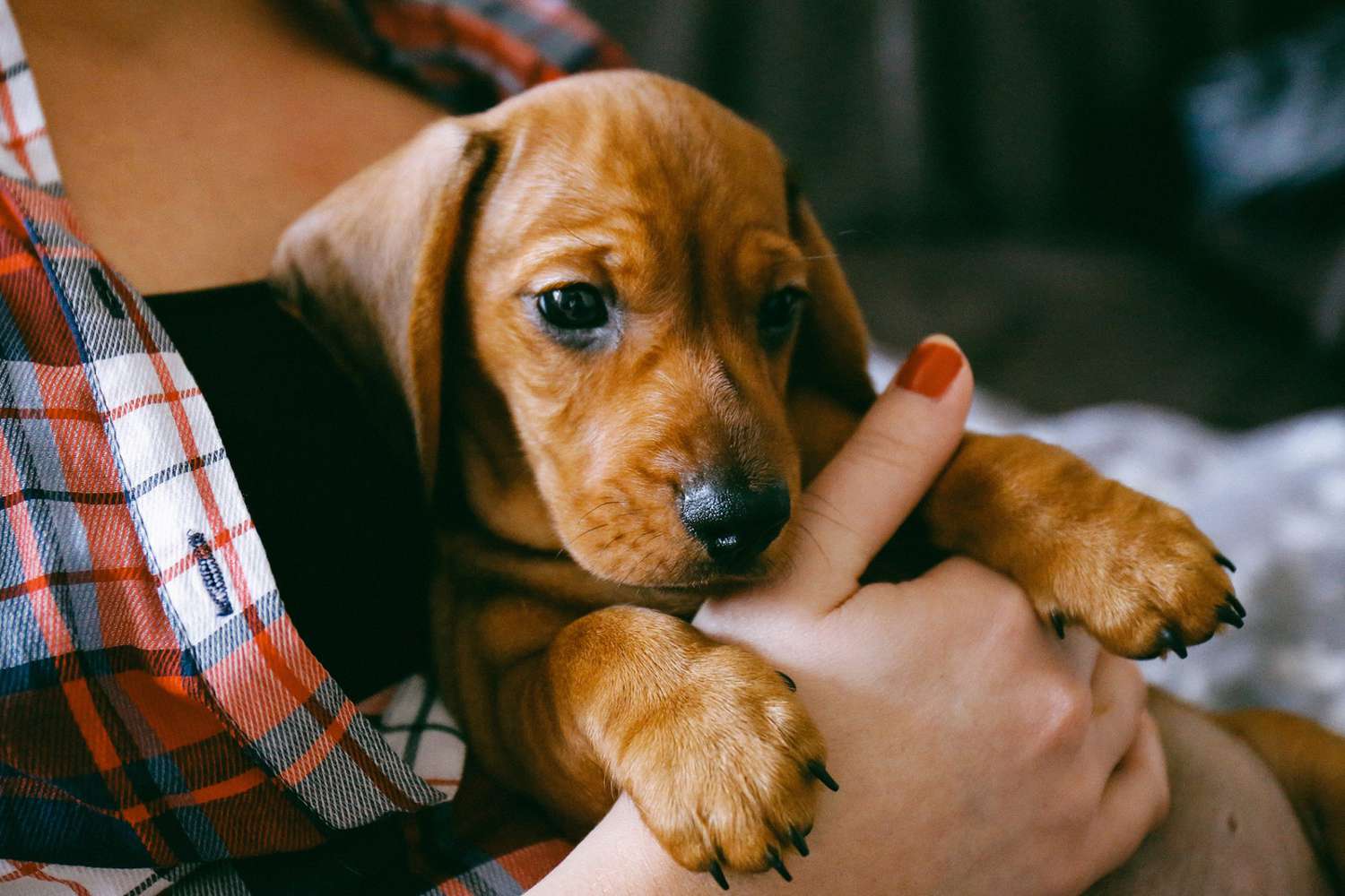 A Beginner's Guide to Adopting a Dog