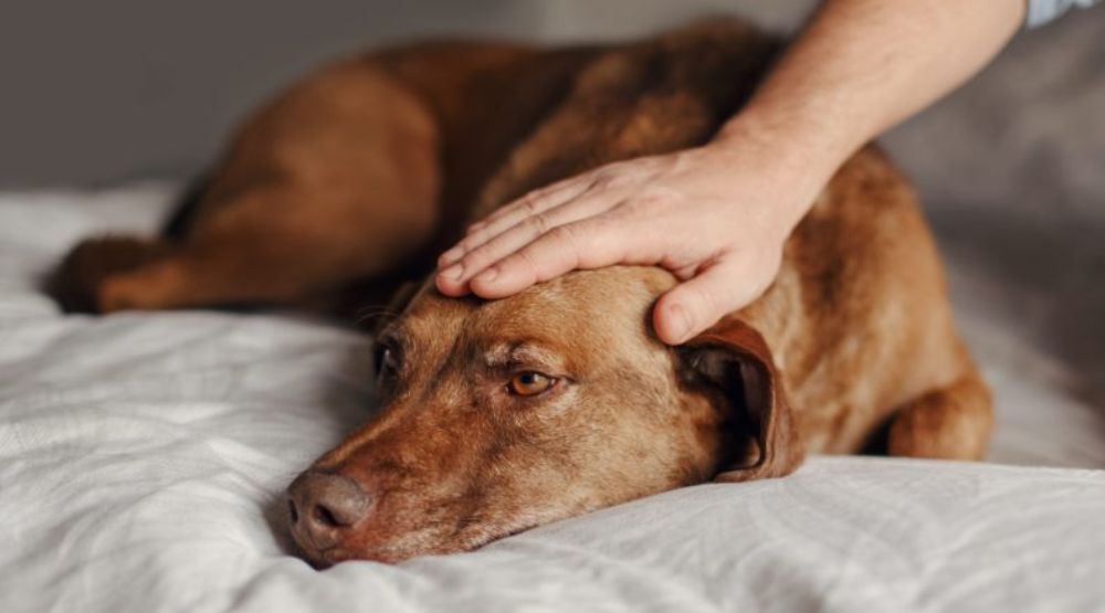The symptoms of illness in dogs
