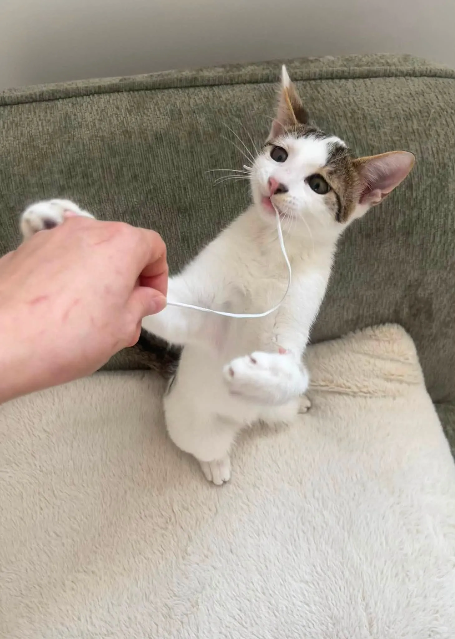 Cat the American Bobtail in Prishtine - available for adoption
