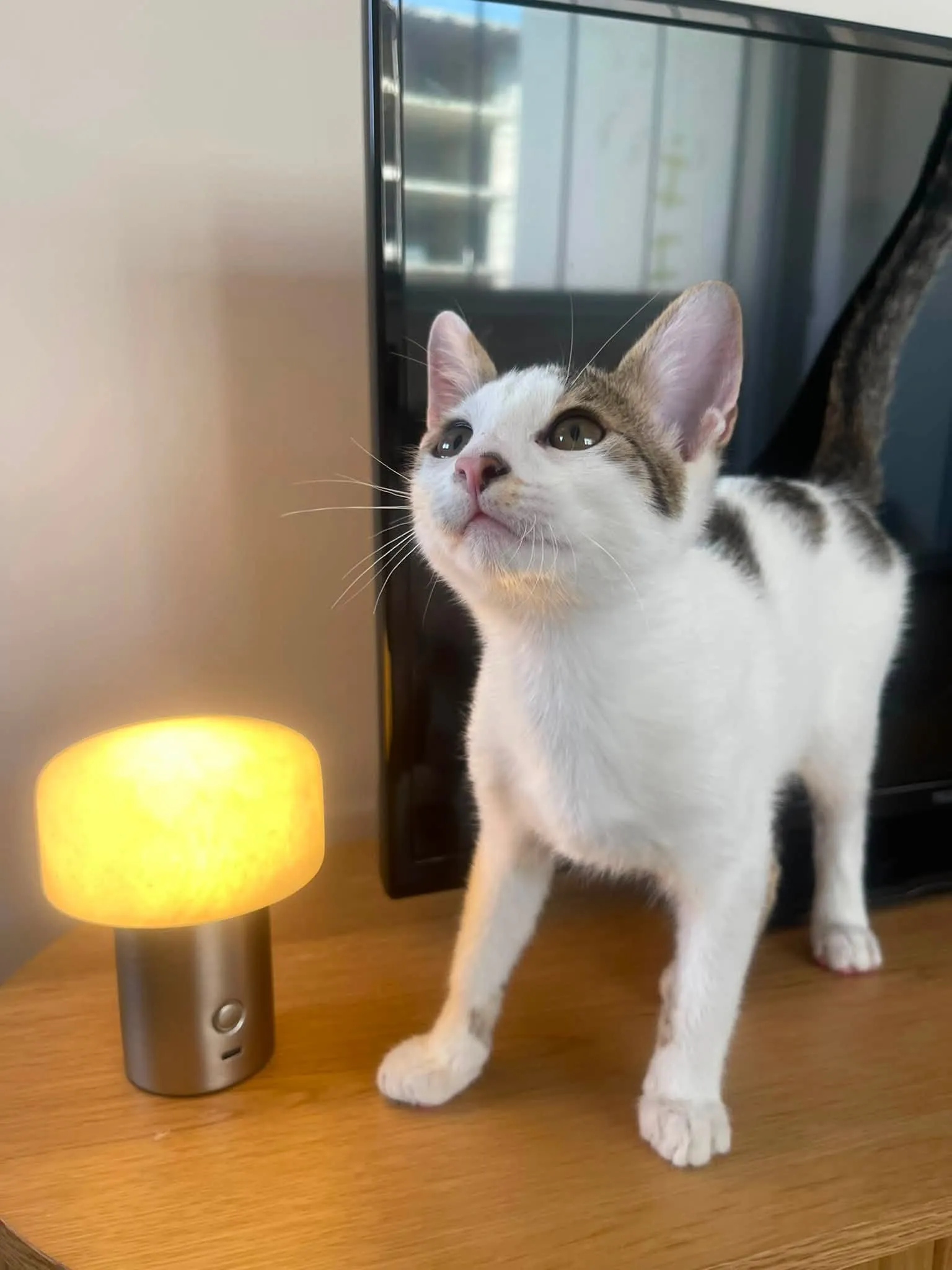 Cat - View 7