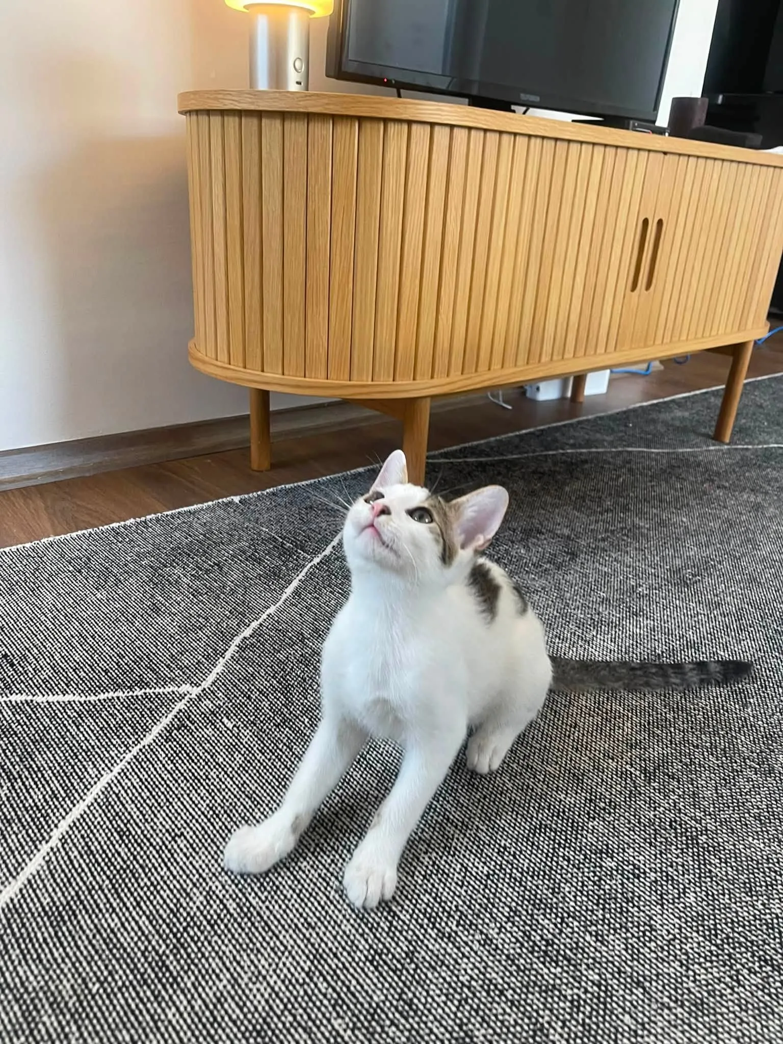 Cat - View 10