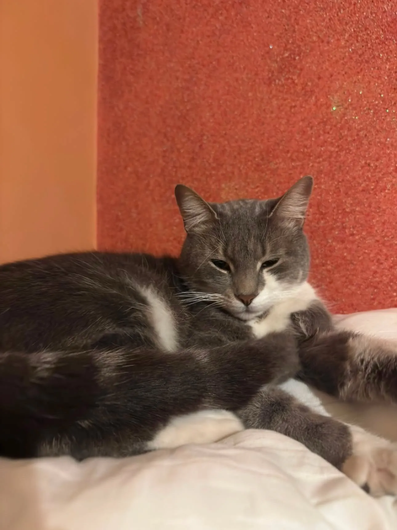 Cat - View 3