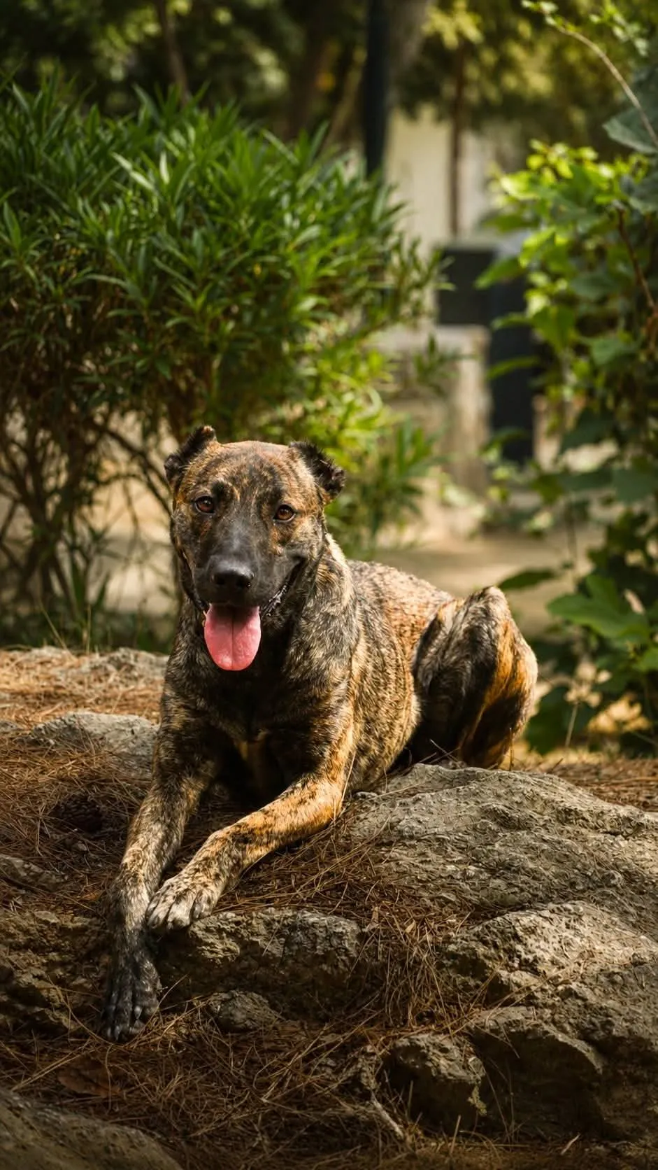 Delta the German Shepherd in Athens - available for adoption
