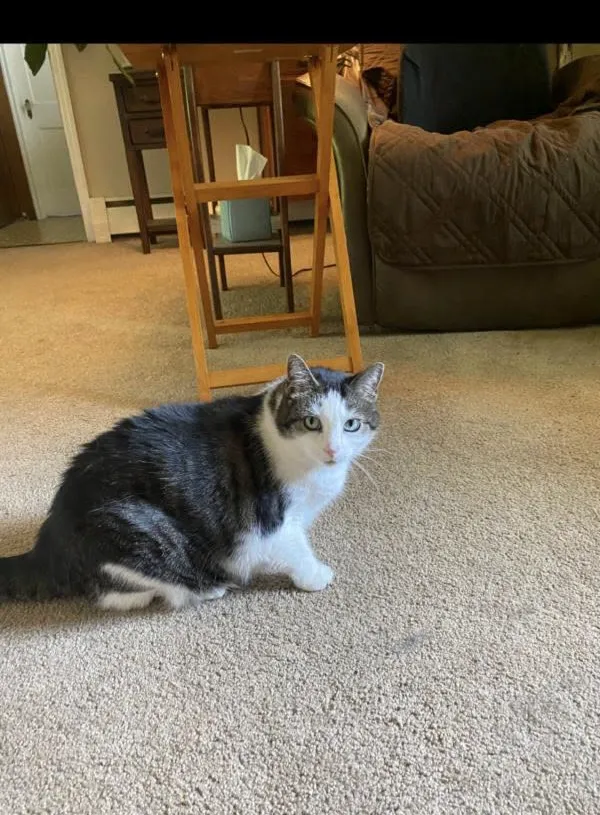 Snowball the Siberian cat in Virginia - reported lost